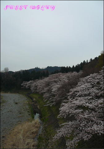 桜宴会6.JPG
